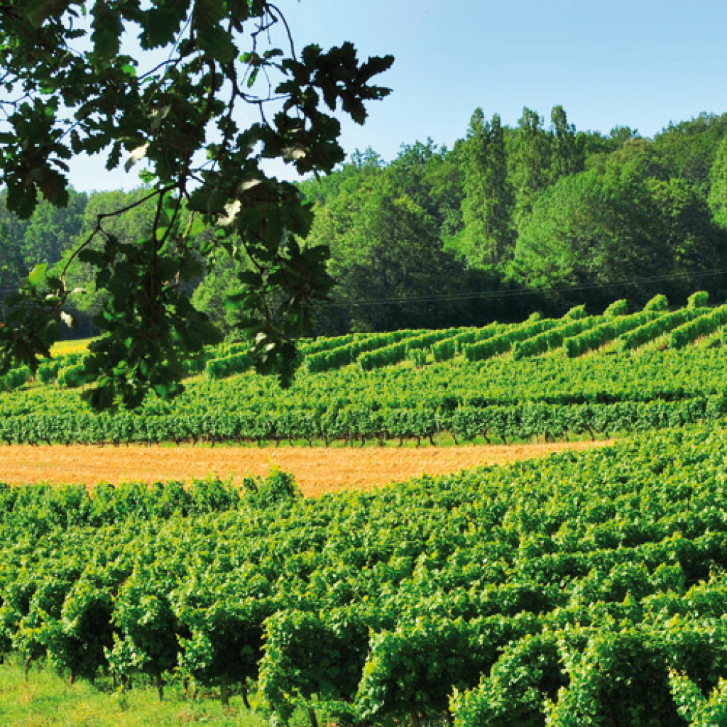 champ de vignes - Dordogne