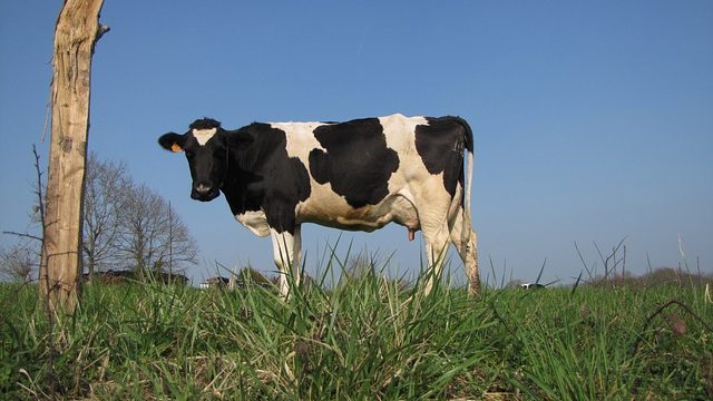 Una vache dans la nature 100% française